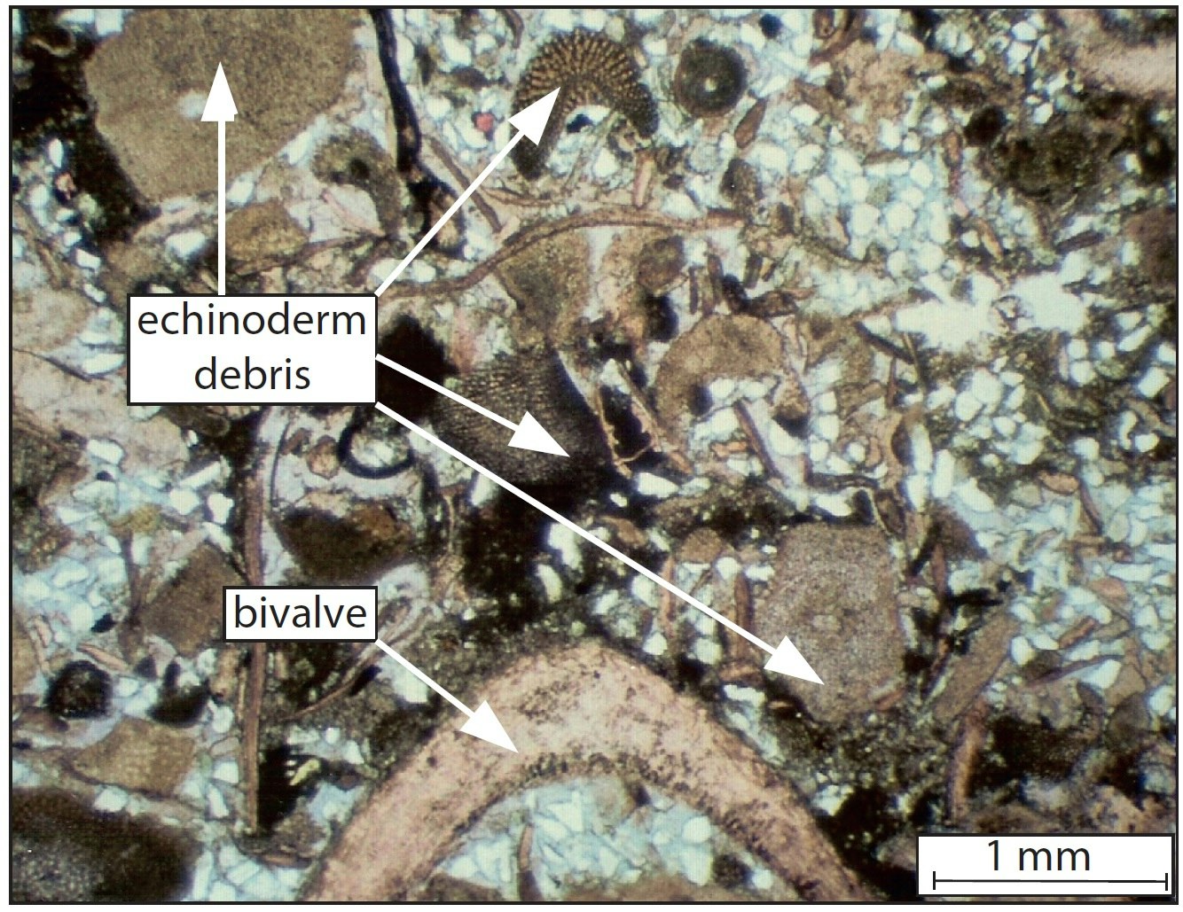 Calcaire sableux, biodétritique (morceaux d'échinodermes et de bivalves) avec des grains de Quartz (lame mince).